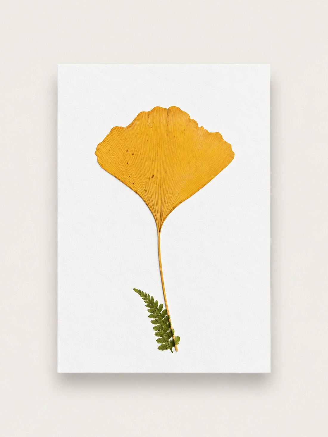 Pressed botanicals on paper: what makes a herbarium different