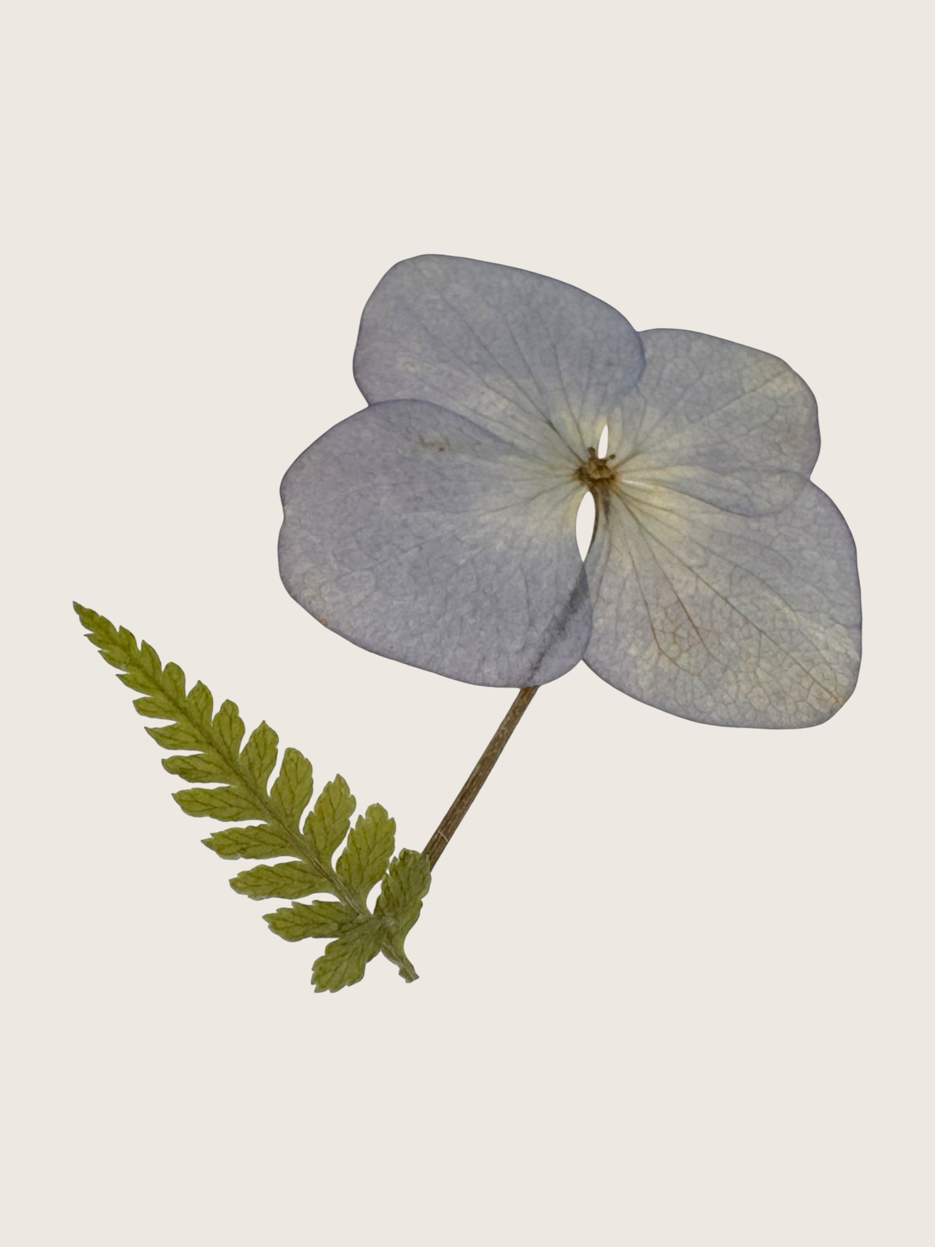 A pressed botanical art piece featuring a single pale periwinkle flower with a green fern leaf on a stem, set against a solid light beige background.