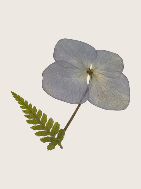 A pressed botanical art piece featuring a single pale periwinkle flower with a green fern leaf on a stem, set against a solid light beige background.
