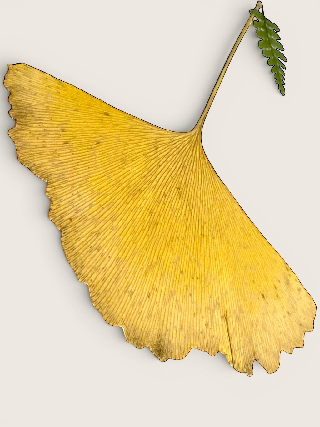 A single dried ginkgo leaf with a small green frond at the stem end, photographed against a plain light warm-gray background.