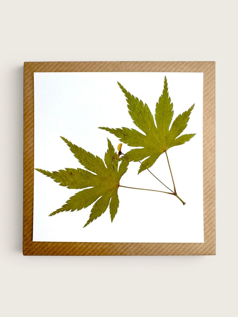 A square framed botanical art print featuring two pressed green maple leaves on a white background, surrounded by a light brown textured frame against a neutral beige wall.