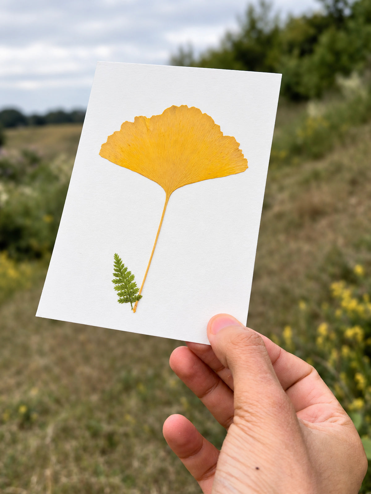 A hand holds a white art print featuring a pressed yellow ginkgo leaf and a small green fern against an outdoor blurred field background.
