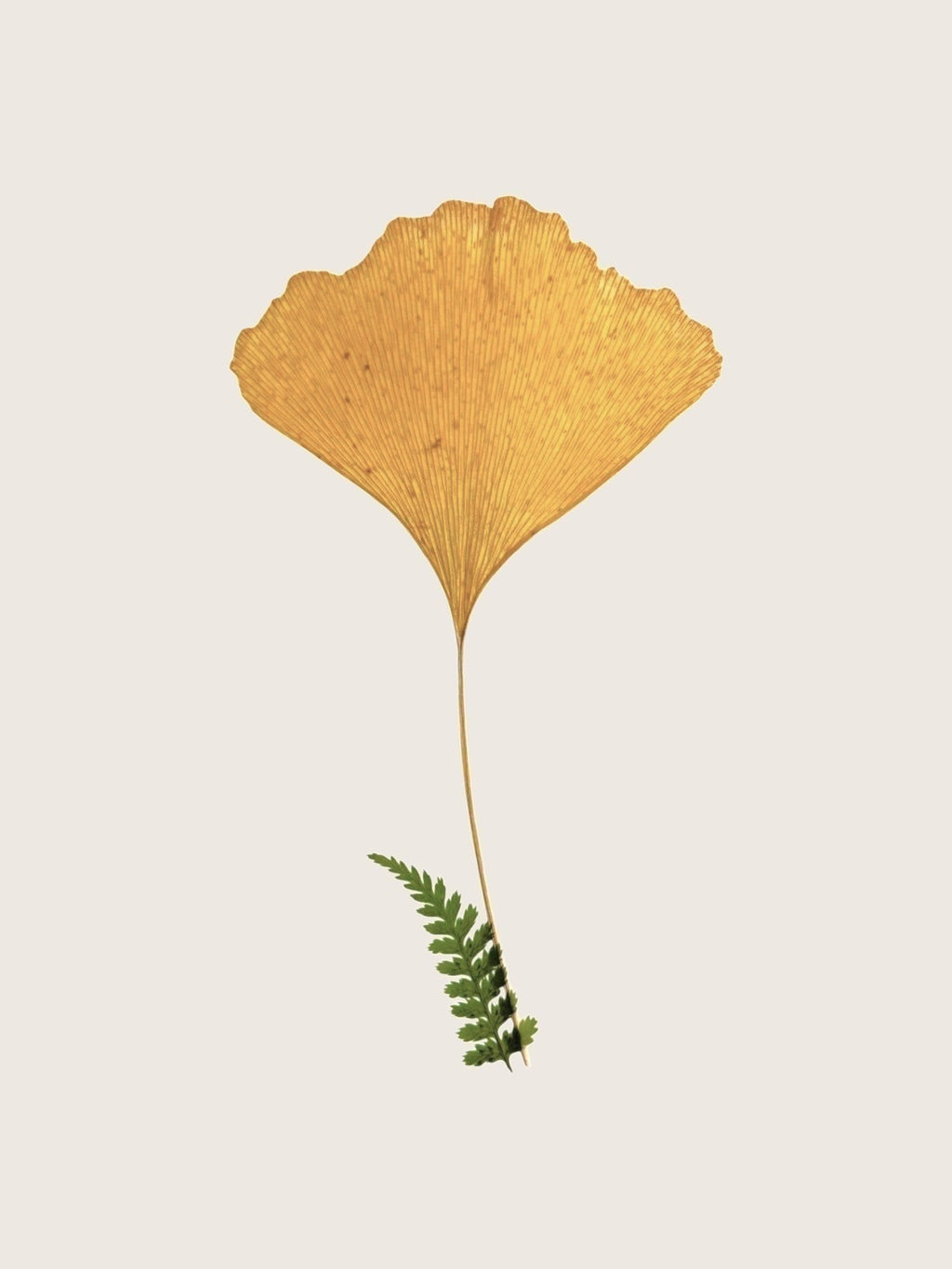 Ourooh pressed gold ginkgo leaf herbarium with a small green fern on white paper
