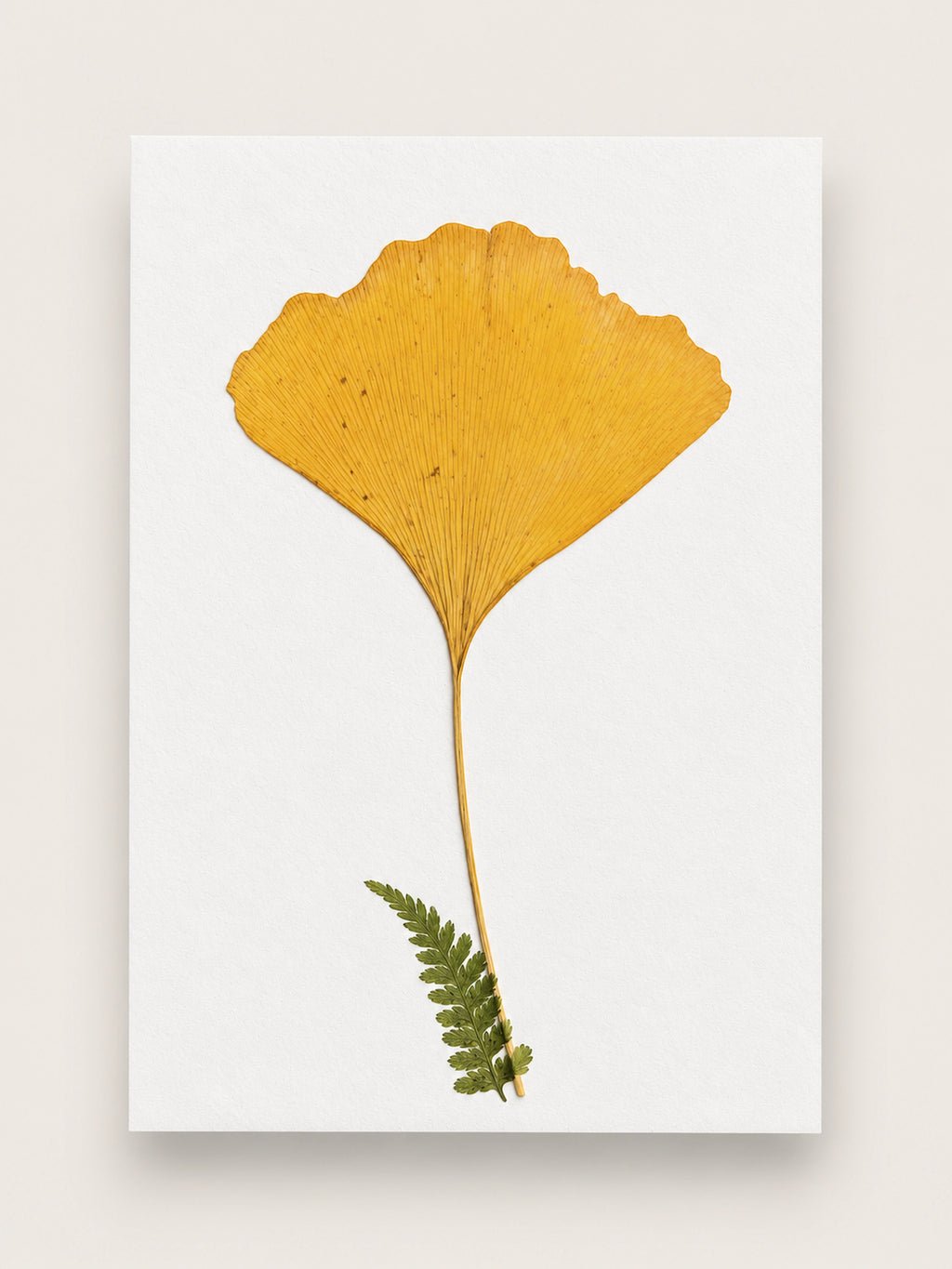 A botanical art print featuring a pressed golden-yellow ginkgo leaf and a small green fern on a white rectangular card, displayed against a light beige background. handmade in france, A6 greeting card and ready to frame