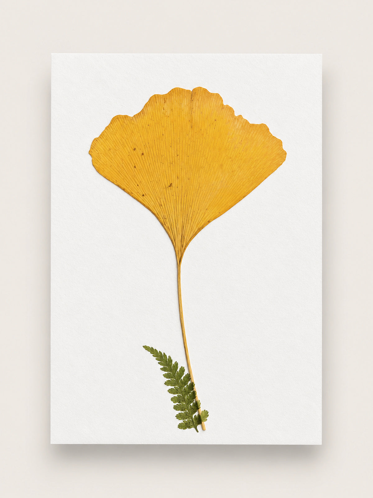 A botanical art print featuring a pressed golden-yellow ginkgo leaf and a small green fern on a white rectangular card, displayed against a light beige background. handmade in france, A6 greeting card and ready to frame