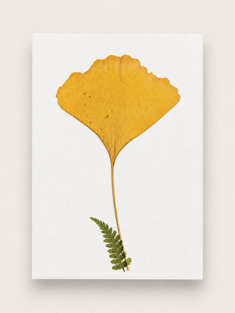 A botanical art print featuring a pressed golden-yellow ginkgo leaf and a small green fern on a white rectangular card, displayed against a light beige background. handmade in france, A6 greeting card and ready to frame