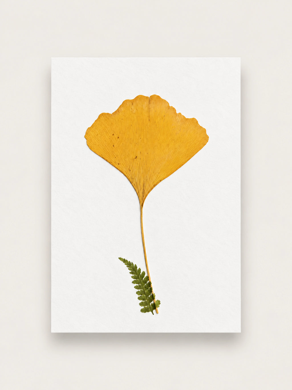 Pressed golden ginkgo leaf with a small green fern at its stem, mounted on A6 white cotton paper