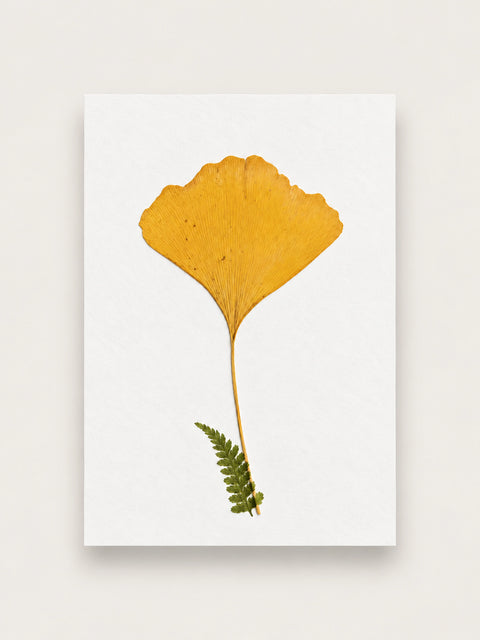 Pressed golden ginkgo leaf with a small green fern at its stem, mounted on A6 white cotton paper